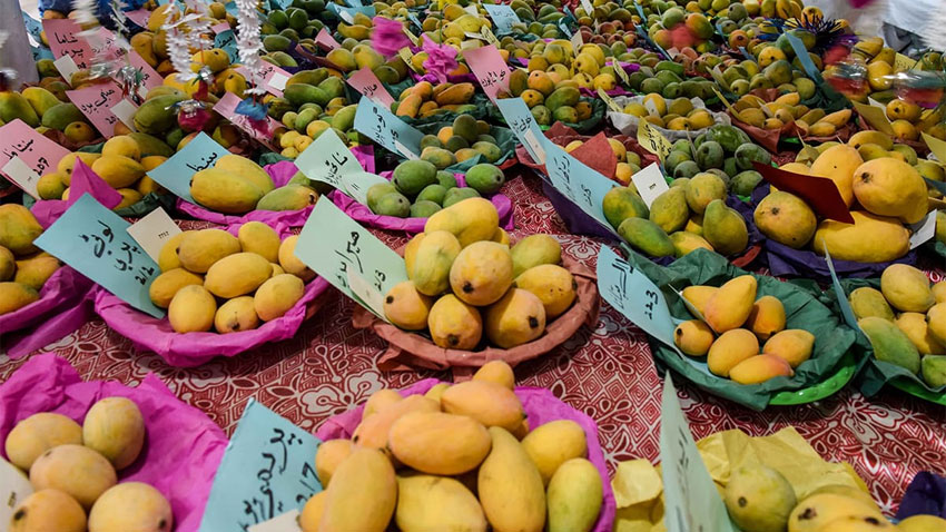 Sindh Mango Festival