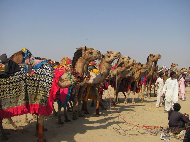 Thar Desert Festival