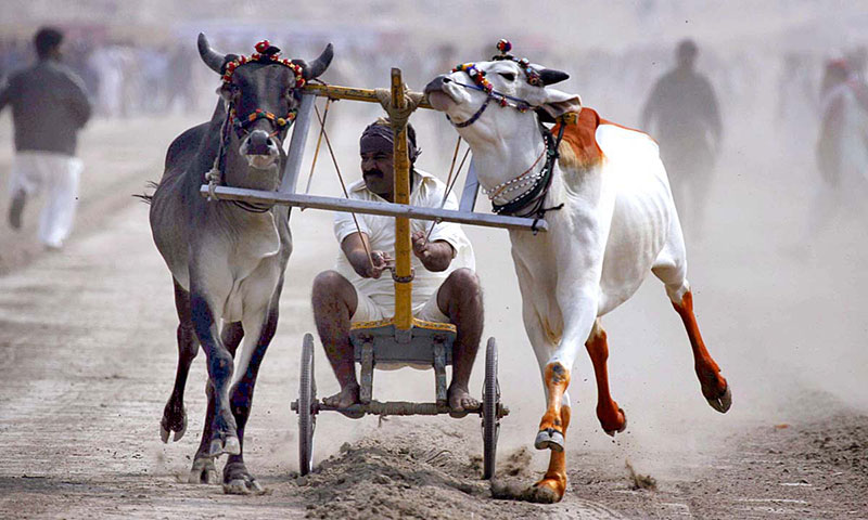 Bull Racing